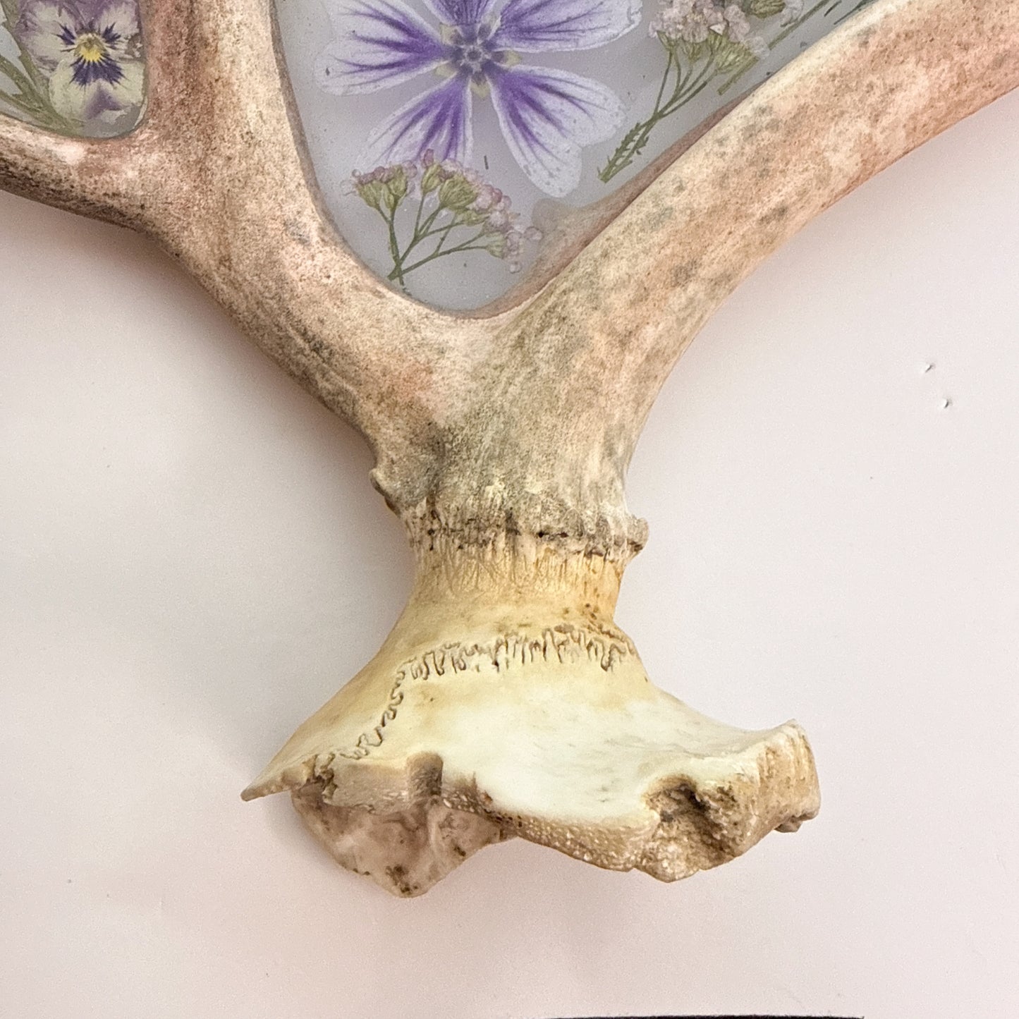 Antler Piece 1